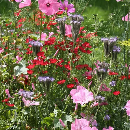 Les Mout'anes Bed & Breakfast Saint-Hilaire-sur-Helpe