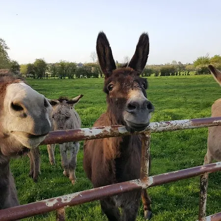 Les Mout'anes 3* Saint-Hilaire-sur-Helpe