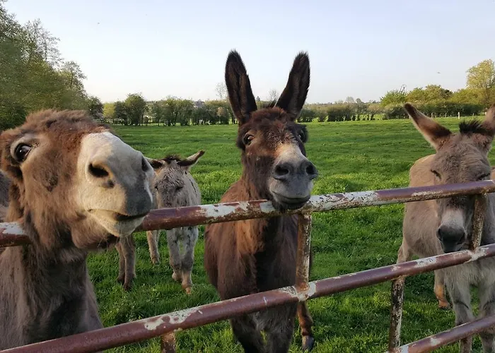 Les Mout'anes 3* Saint-Hilaire-sur-Helpe